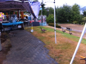 First visitors to our booth: a flock of geese!